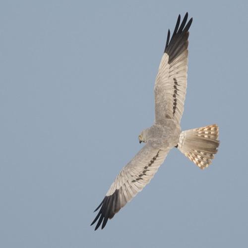 Busard cendré - Photo © Adrien Martineau - LPO Vendée