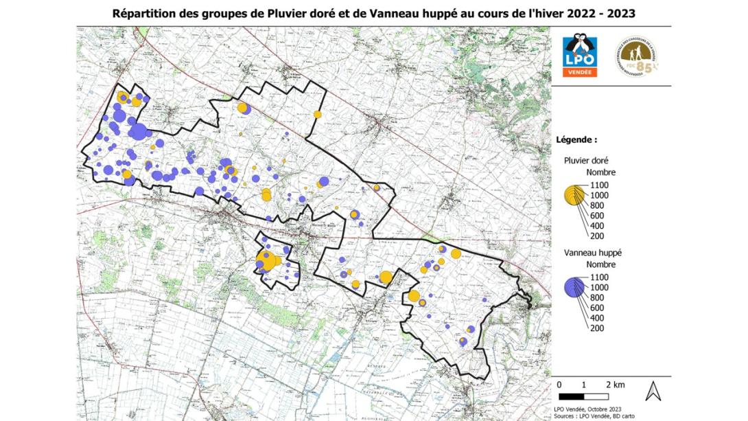 Répartition des groupes de Pluvier doré et de Vanneau huppé - Hiver 2022-2023