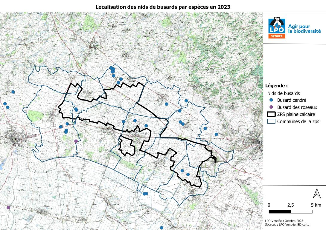 Reproduction des Busards cendrés et Busard des roseaux dans la ZPS - Saison 2023