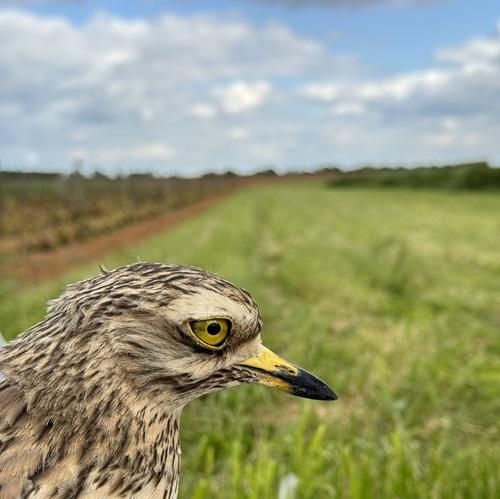 Œdicnème criard - Photo © Julien Sudraud - LPO Vendée